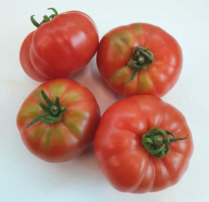 Costoluto Fiorentino