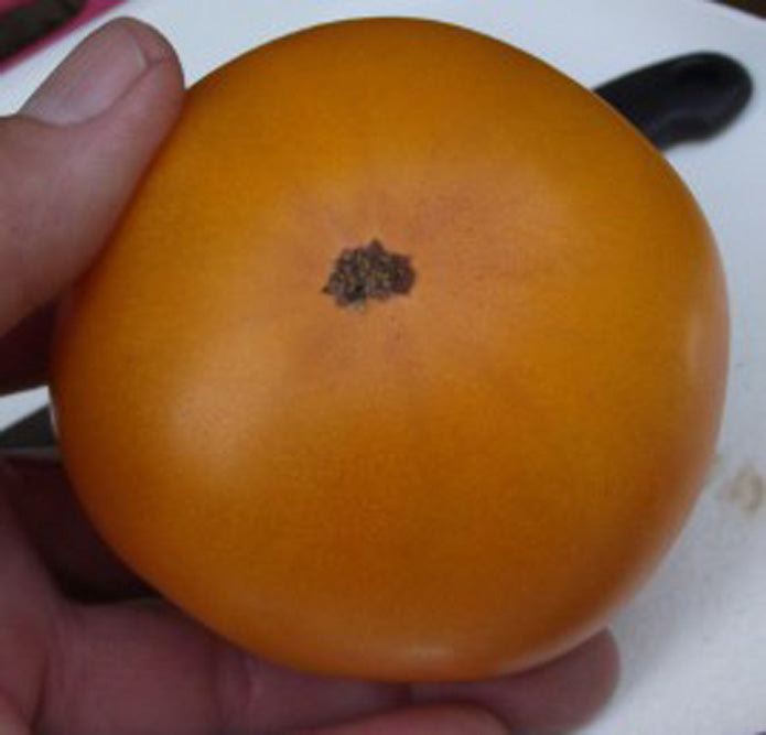 Dwarf Blazing Beauty