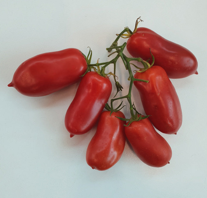 Dwarf San Marzano