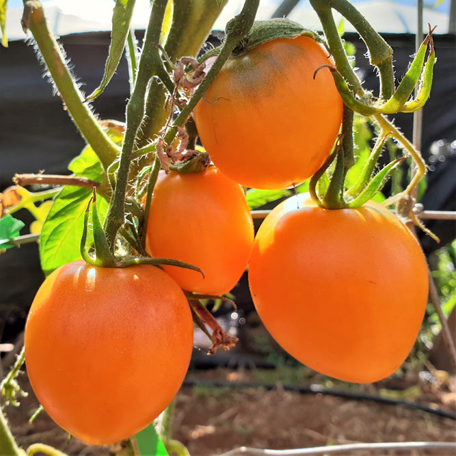 Ilse's Orange Latvian