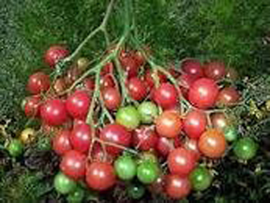 Rose Quartz Multiflora