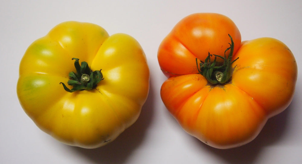 Tasmanian Blushing Yellow