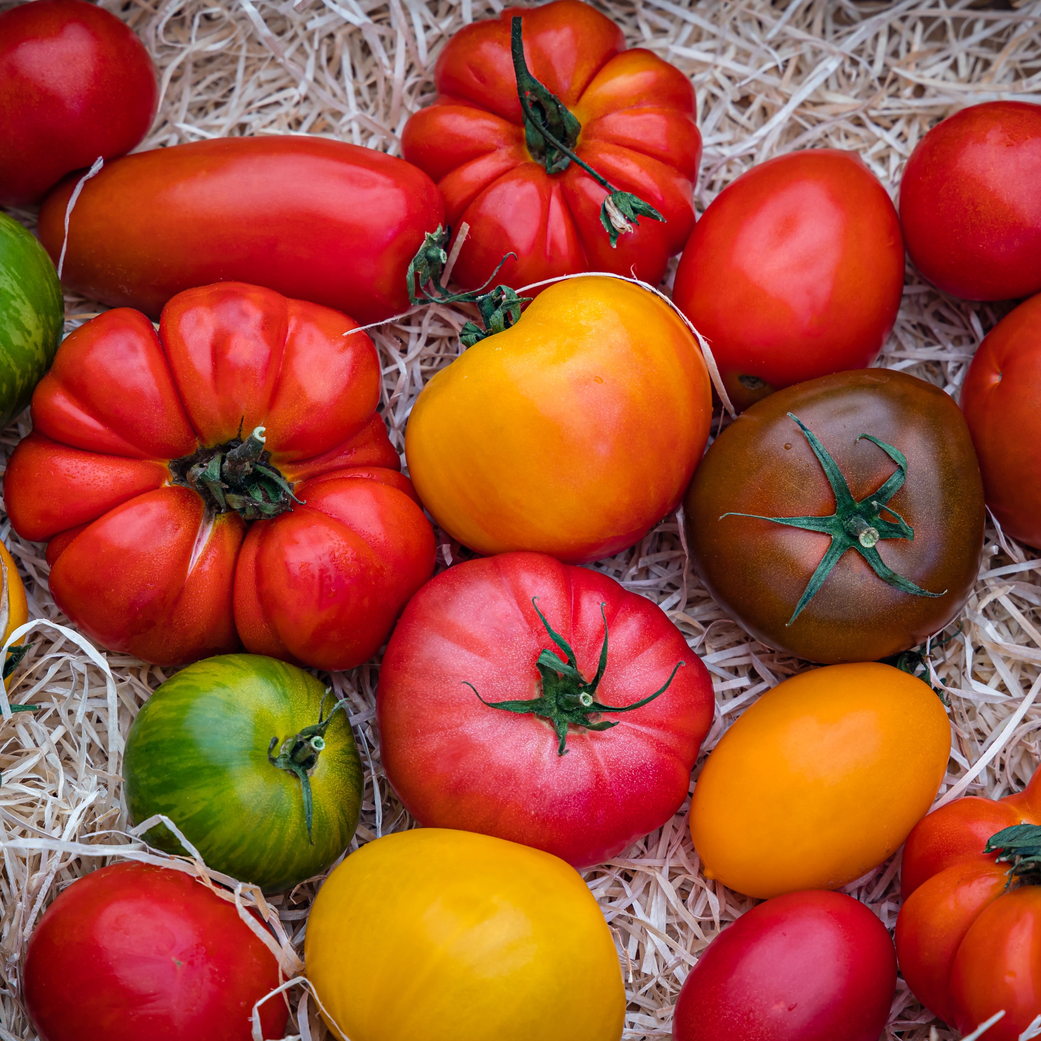 Premium Heirloom Tomato Mix